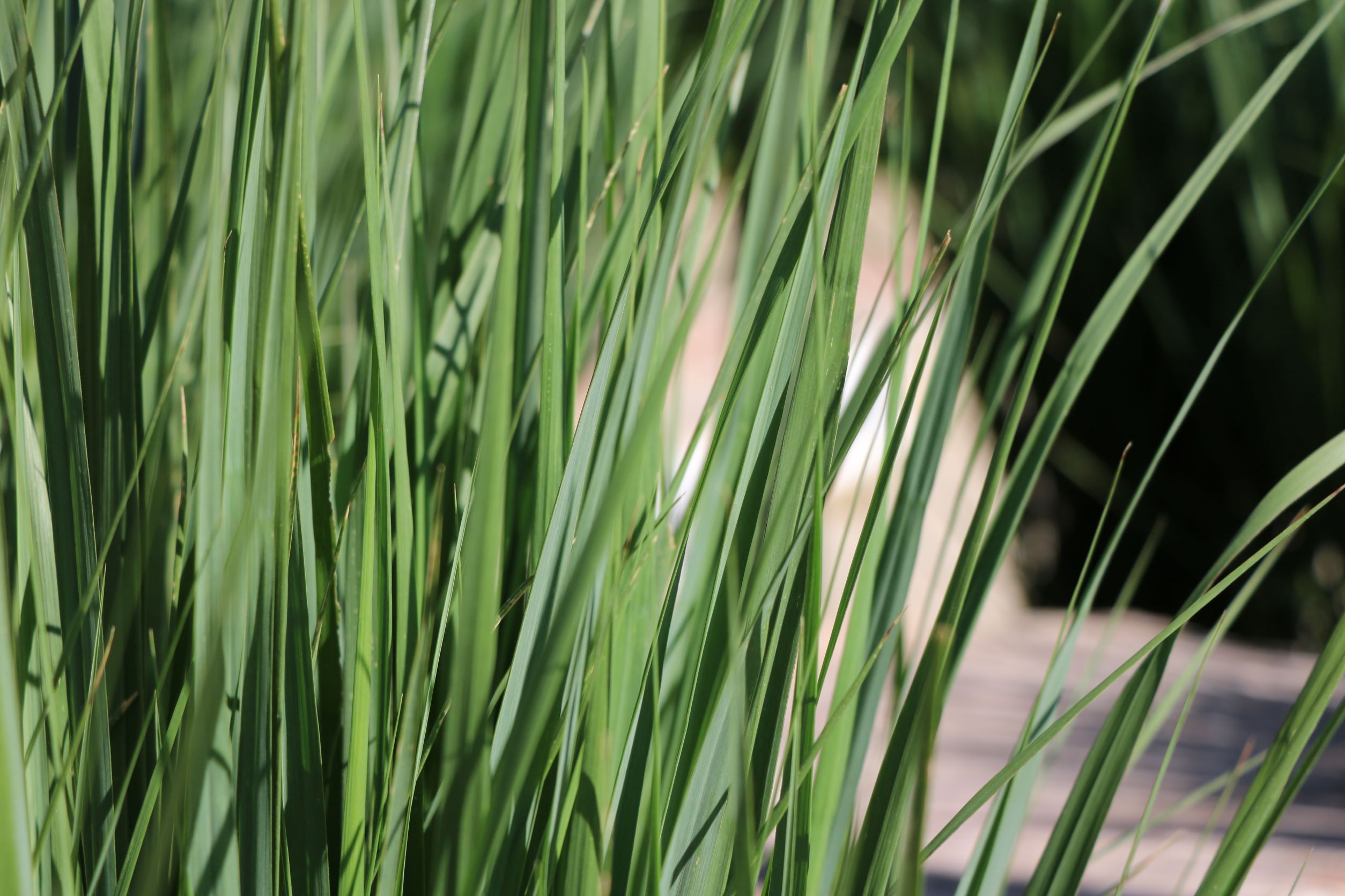 Northwind Switchgrass